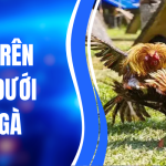 Kèo Trên Kèo Dưới Đá Gà – Cách Hiểu Đúng & Phân Tích Hiệu Quả 1 Kèo Trên Kèo Dưới Đá Gà – Cách Hiểu Đúng & Phân Tích Hiệu Quả